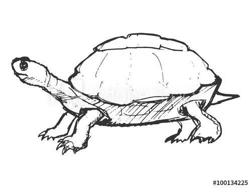500x375 Hand Drawn, Grunge, Sketch Illustration Of Turtle