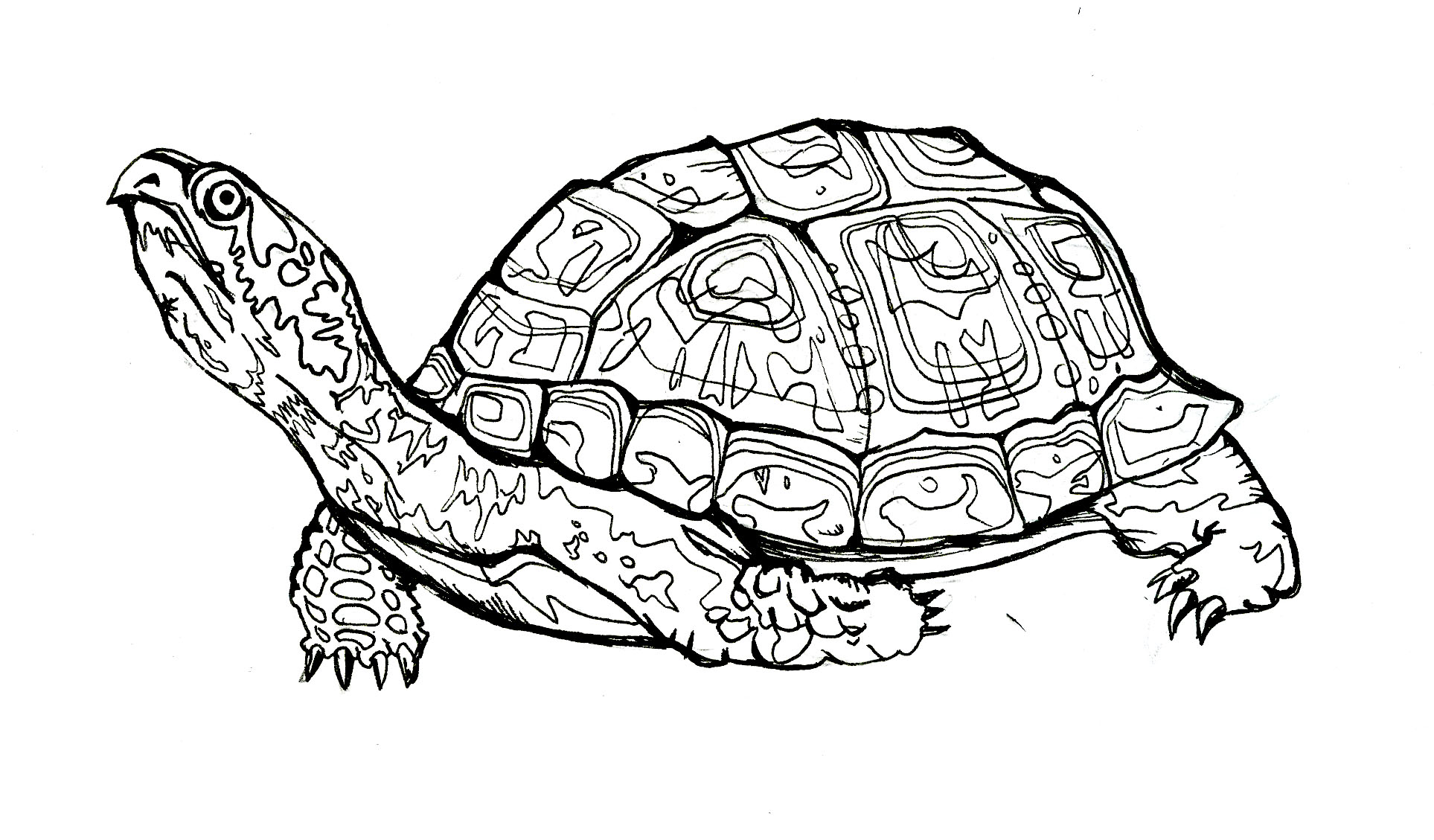 1927x1129 Box Turtle Drawing Wallpapers Gallery