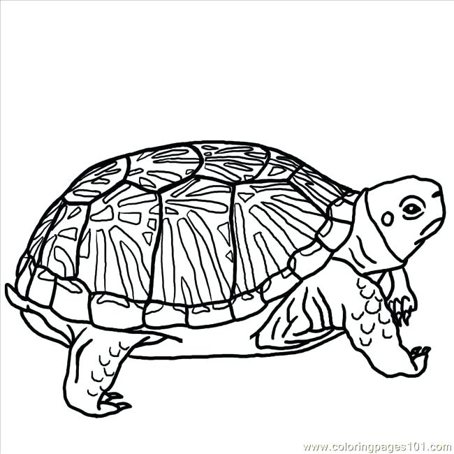 Box Turtle Drawing | Free download on ClipArtMag