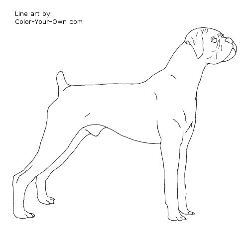 500x500 boxer dog coloring pages boxer dog coloring