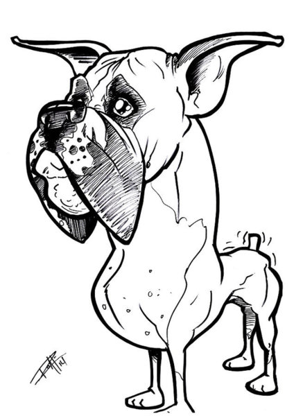 424x600 Boxer Dog Drawings