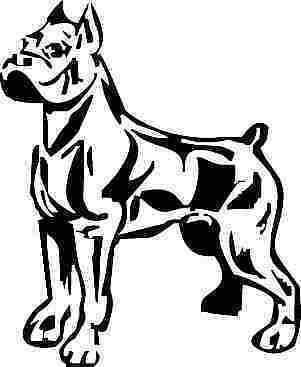 Boxer Dog Line Drawing