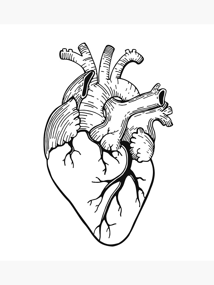 750x1000 Realistic Anatomical Heart Illustration Photographic Print