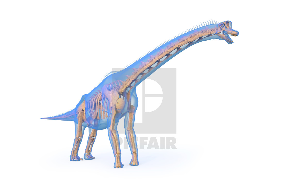 1120x747 Brachiosaurus Skeleton, Illustration