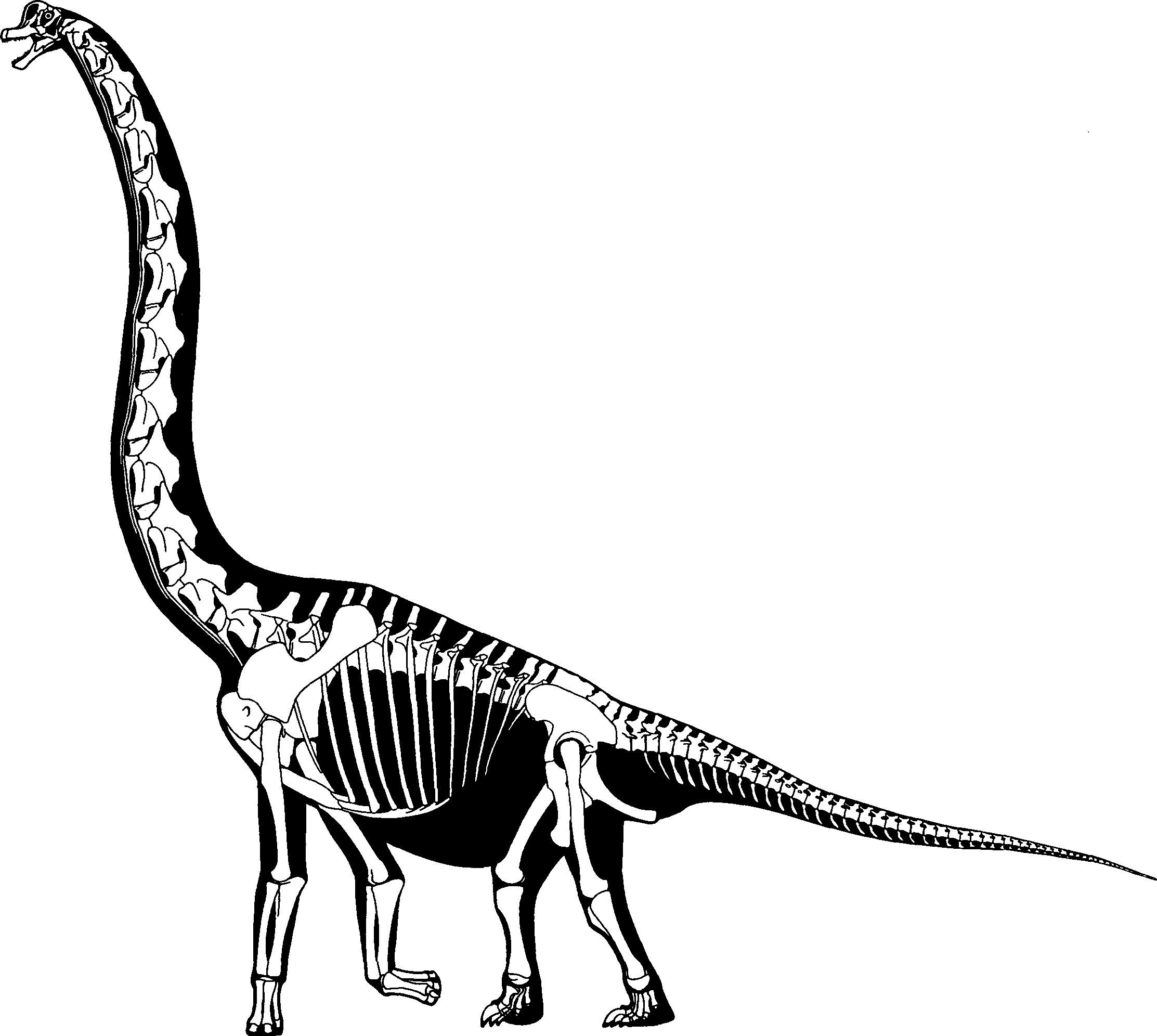 2225x1992 Brachiosaurus Skeleton Dinosaurs Dinosaur Skeleton, Dinosaur