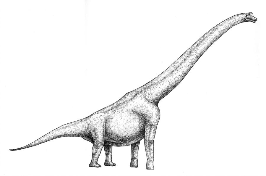 900x595 Brachiosaurus Brancai