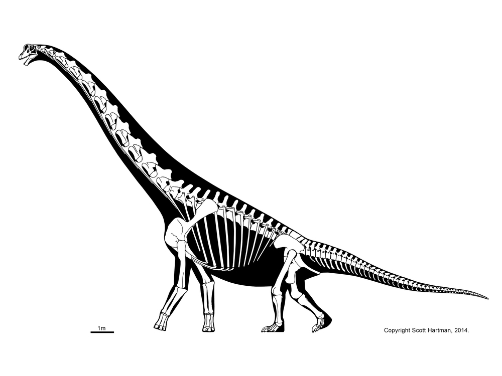 1000x750 Sauropods And Kinscott Hartman's Skeletal