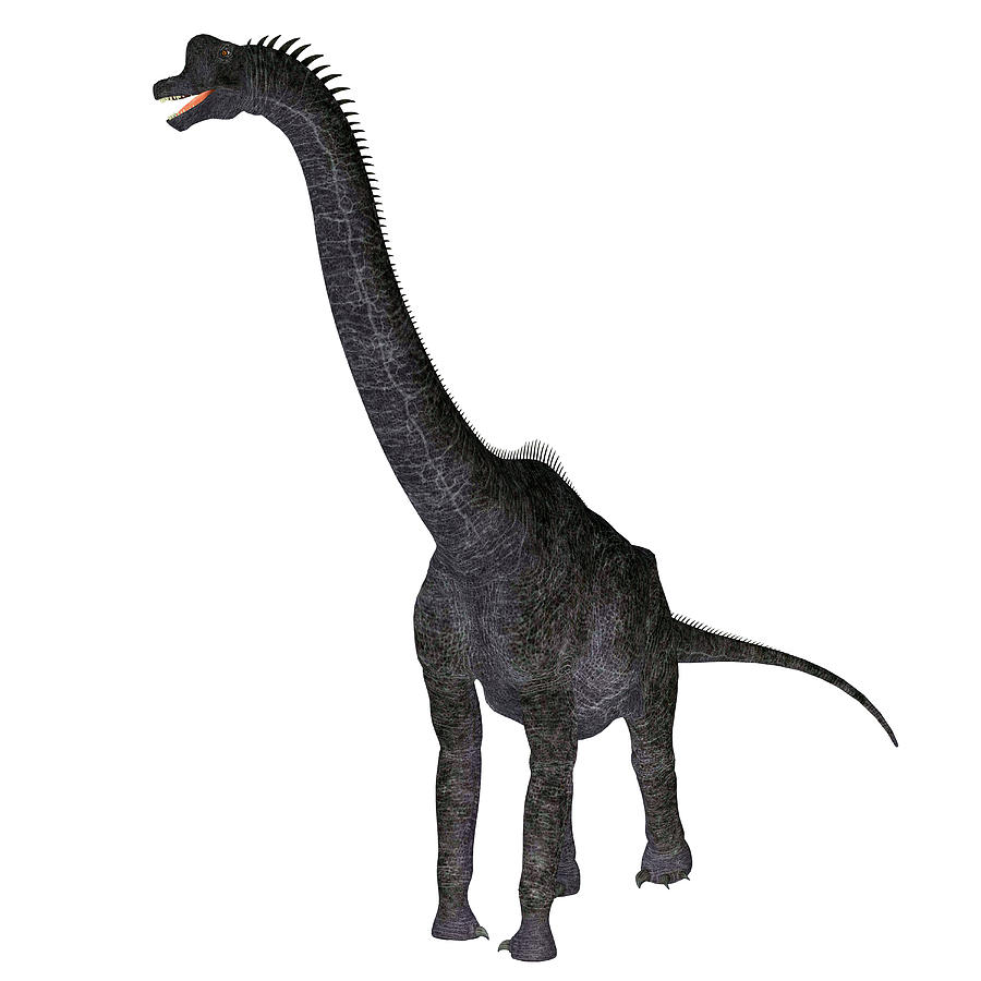 900x900 Brachiosaurus Dinosaur, White Photograph