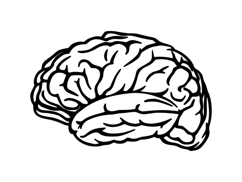 794x596 Bra Anatomy Brain Matter Silhouette Cutting Etsy