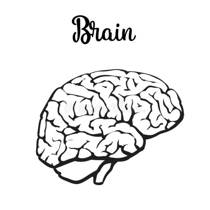 672x672 Coloring Pages Marvelous Brain Anatomy Coloring Book Image Ideas