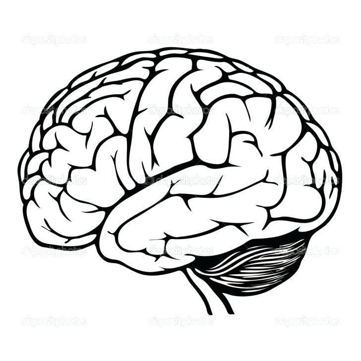728x728 The Brain Coloring Sheet