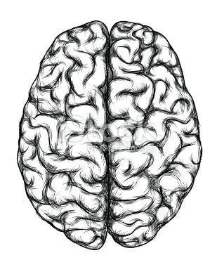 309x380 A Human Brain, Top View