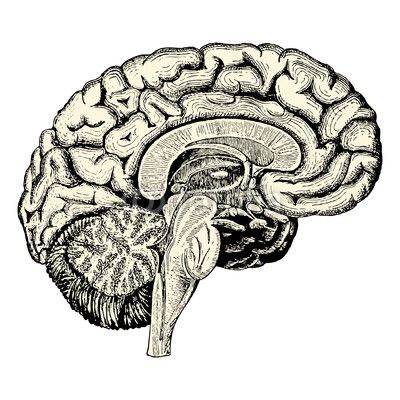 400x400 Coupe Cerveau Art Brain Art, Brain Tattoo, Brain Illustration