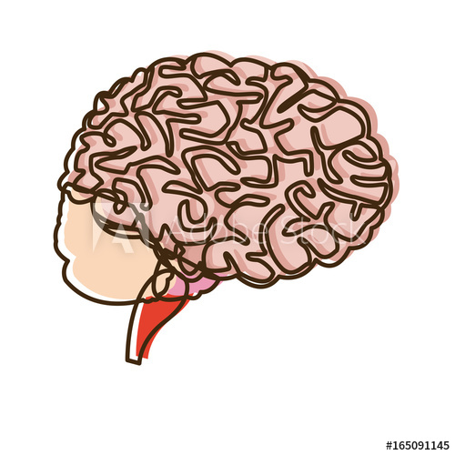 500x500 Human Brain For Medical Healthy Memory Anatomy Design