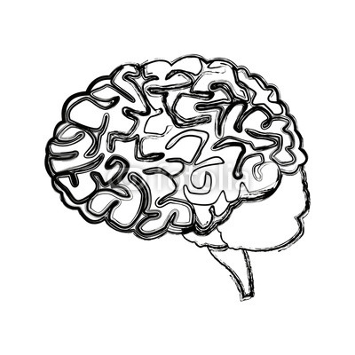 400x400 Human Brain For Medical Healthy Memory Anatomy Design Buy Photos