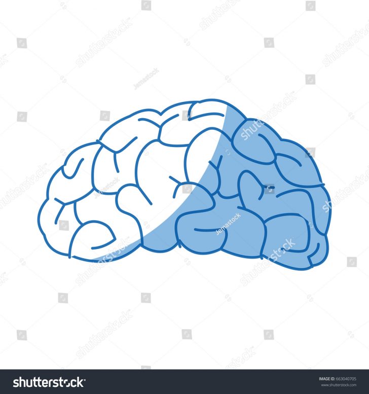 728x777 Brain Drawing Anatomy Clip Art Games Bicycle Split With Both Hands