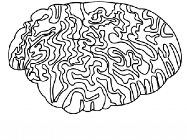 640x480 Drawn Brain Drawing