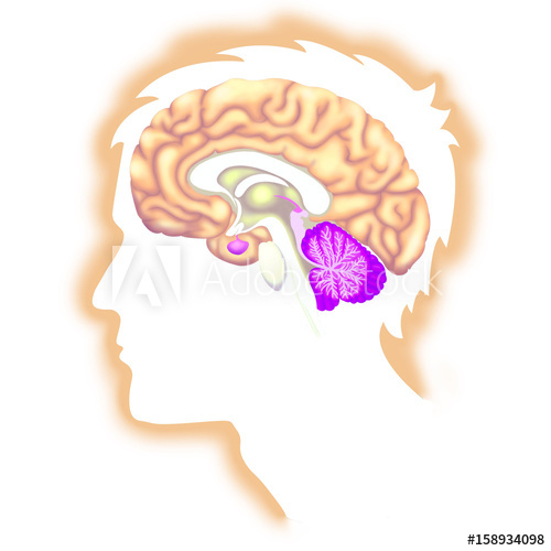 500x500 Brain, Drawing