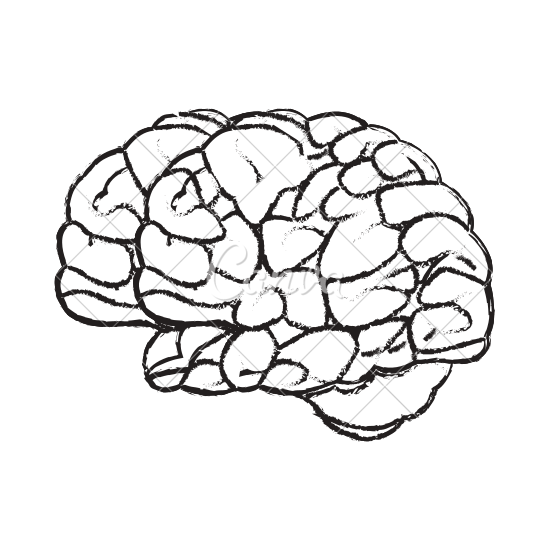 550x550 Collection Of Free Brain Vector Sketch Download On Ui Ex
