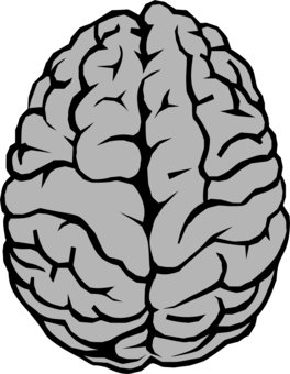 264x340 Human Brain Drawing Line Art Computer Cc0