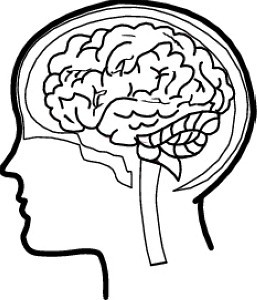 257x300 kisscc0 human brain drawing facts damage clipart