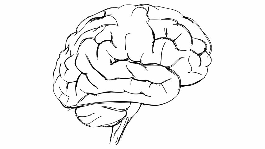 852x480 Brain Sketch De Stock