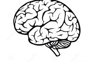 300x200 Cartoon Brain Drawing Simple Brain Drawing Music And Your