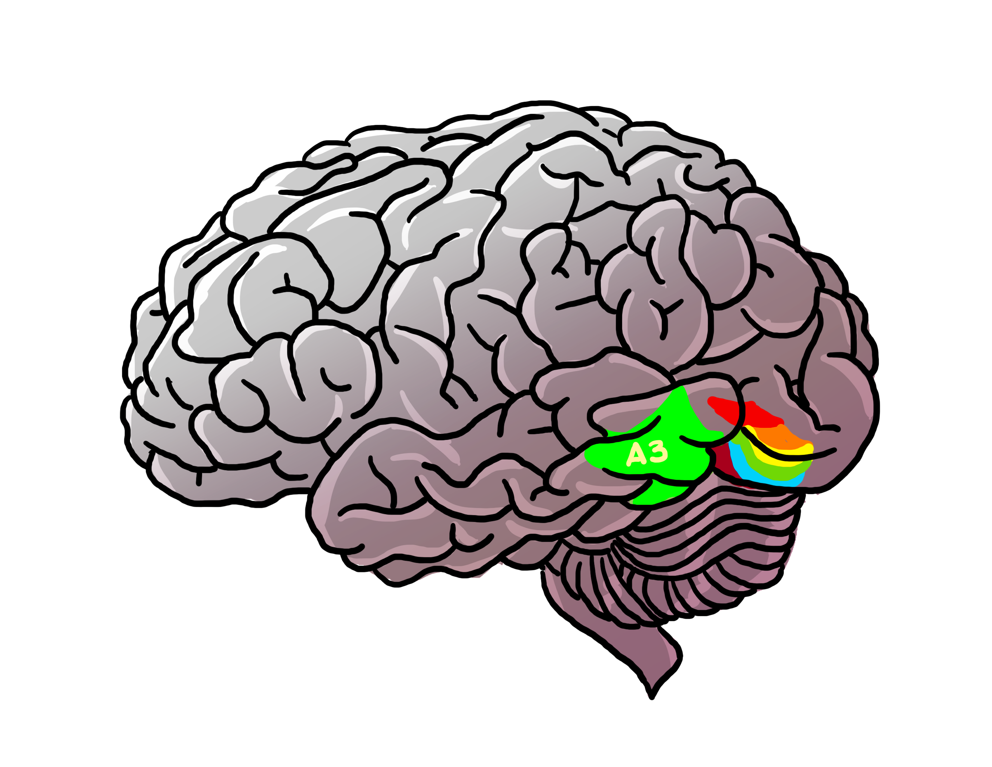Мозг картинки для презентации. Мозг рисунок. Мозг мультяшный. Мозг картинка.