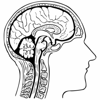 320x320 Hd Human Brain Drawing Diagram Nervous System
