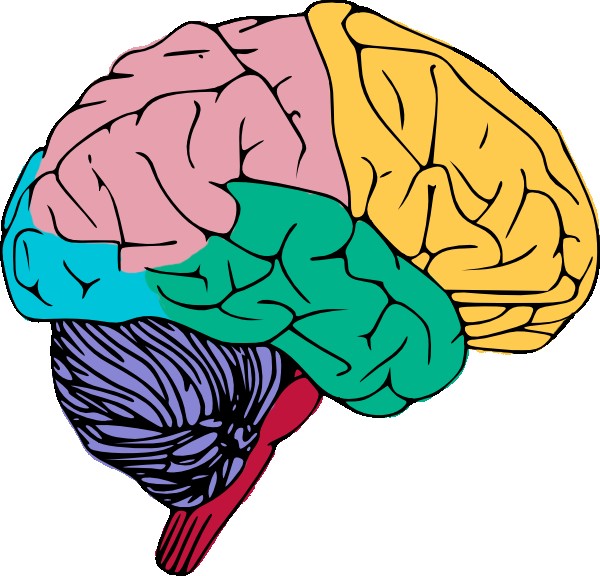 600x576 Kisscc0 Human Brain Drawing Facts Damage Clipart