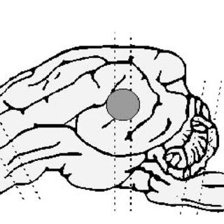 320x320 Schematic Drawing Of Placement Of Lateral Fp Tbi In Left Brain
