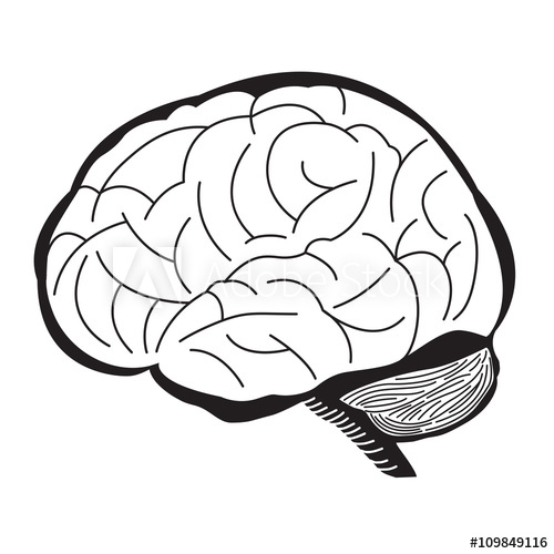 500x500 Black And White Brain Illustration Human Brain Outline Draw