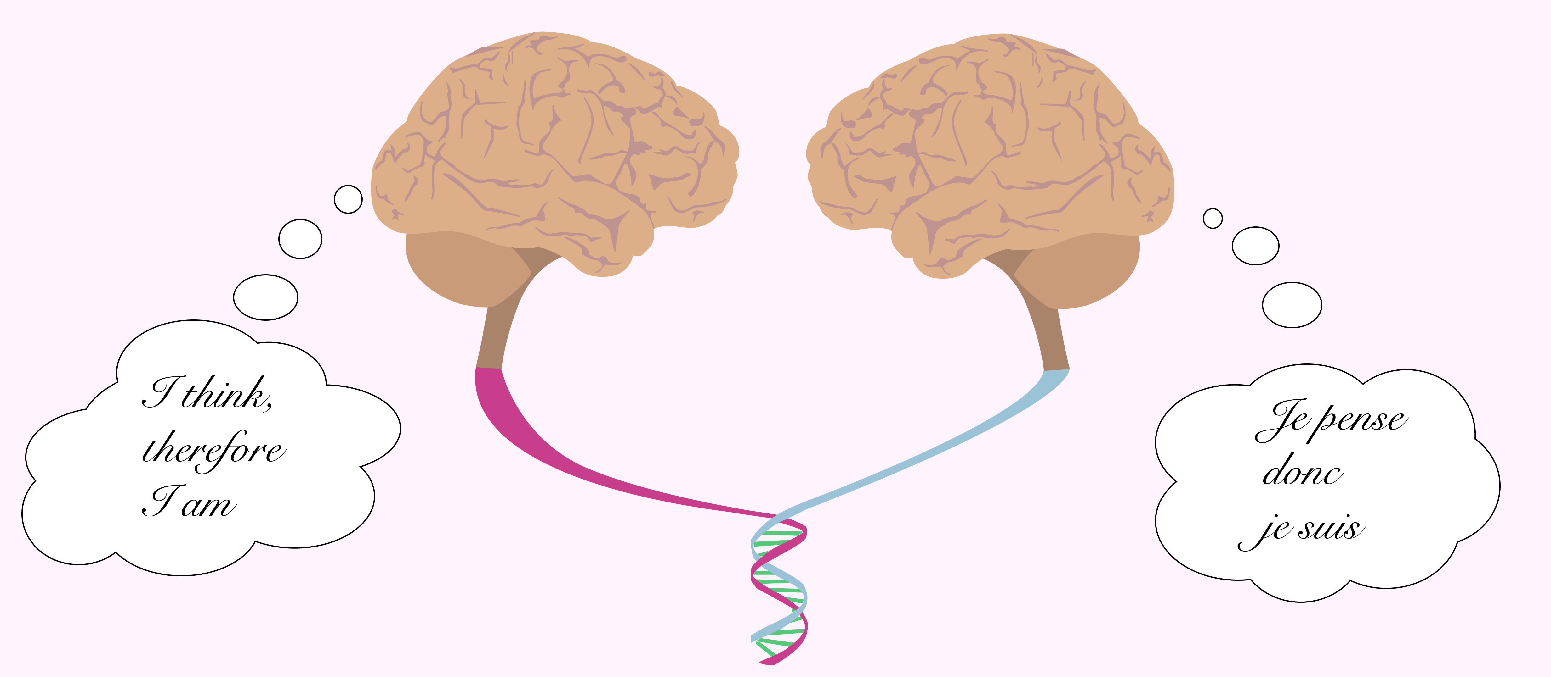 4926x2153 The Bilingual Brain Why One Size Doesn't Fit All
