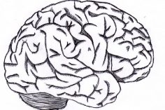 236x157 Brain Drawing Tags Cad Drawings Brain Cartoon