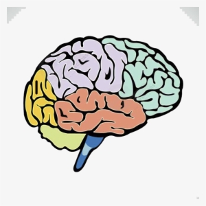 300x300 Brain Png,  Transparent Brain Png Image Free Download