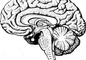 300x210 Draw And Label Human Brain