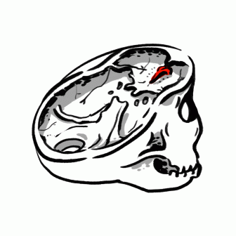 336x336 How To Draw A Brain Easily And Label In Illustrator Cartoon