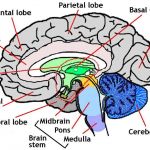 Brain Drawing With Labels | Free download on ClipArtMag