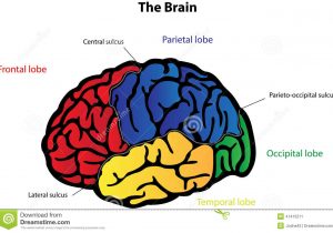 300x210 Pencil Diagram Of Brain With Lebeling Drawn Brain Pencil Drawing