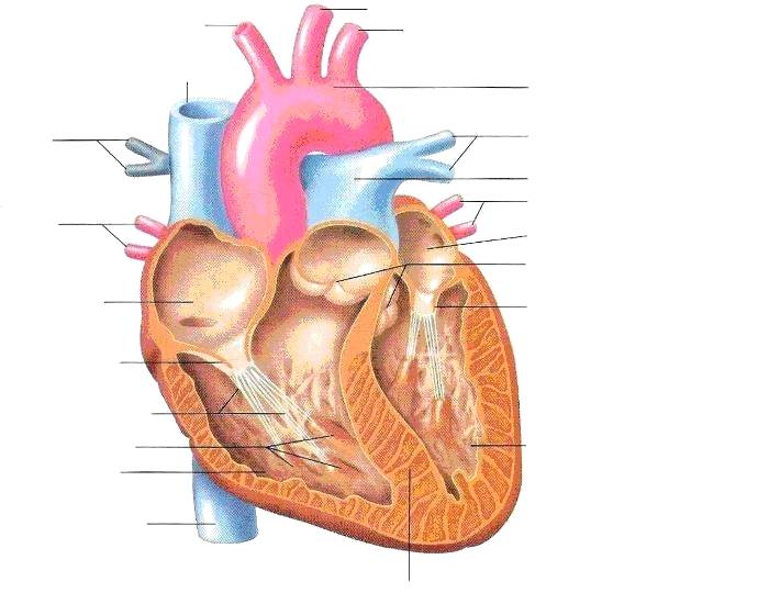 700x550 Large Heart Diagram Label