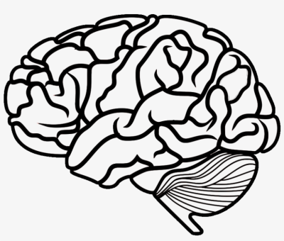 400x340 Brain Png
