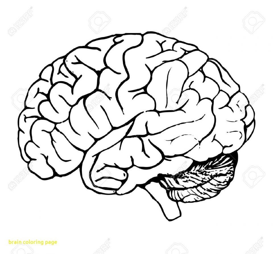 960x892 Brain Pdf Fun Pics Images