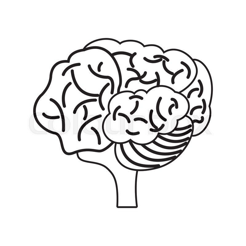 800x800 Brain Mind Mental Outline Vector Stock Vector Colourbox