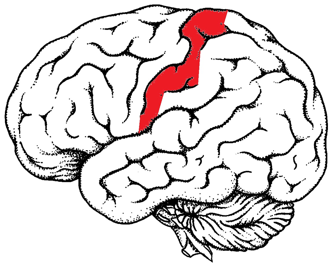 1148x911 Drawing Easy Brain Step