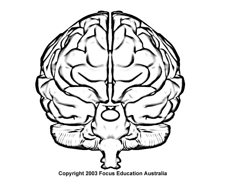 800x600 Human Brain Outline Front View