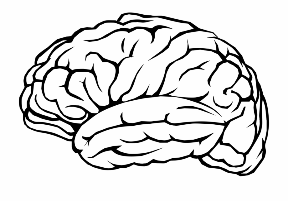 Brain Outline Drawing | Free download on ClipArtMag