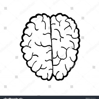 336x336 Brain Drawing With Parts Art Outline Activity Human Anatomy Basic