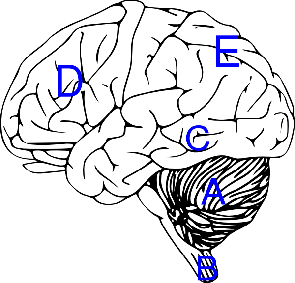 600x576 Collection Of Free Brain Drawing Label Download On Ui Ex