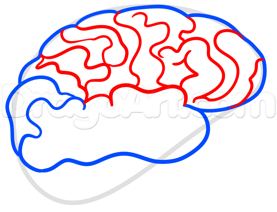 971x746 Drawing A Brain For Kids, Step