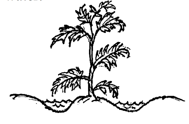 612x404 Drawing, Plants, Sketch, Transparent Png Image Clipart Free Download